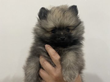 ポメラニアン【愛知県・男の子・2022年2月2日・ウルフセーブル】の写真「イケメン君です⭐️パパ似で毛量もバッチリ✨」