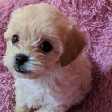 ミックス♡トイプードルマルチーズ【愛知県・女の子・2023年8月14日・クリーム】の写真「小ぶりなマルプー
10月8日0.78kg」