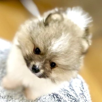 ポメラニアン【愛知県・男の子・2023年7月9日・パーティー】の写真「パーティカラー男の子」