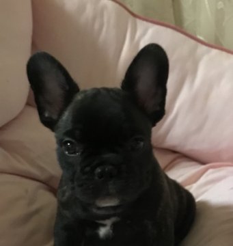 フレンチブルドッグ【愛知県・男の子・2021年9月22日・ブリンドル】の写真「可愛いお顔のフレンチ君」