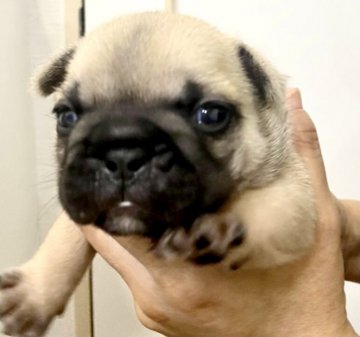 フレンチブルドッグ【愛知県・女の子・2021年9月22日・フォーン】の写真「フォーン女の子
むっちむっち❤️」