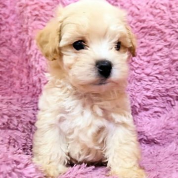 ミックスマルチーズ♡トイプードル【愛知県・男の子・2023年8月14日・クリーム】の写真「元気なマルプー君」