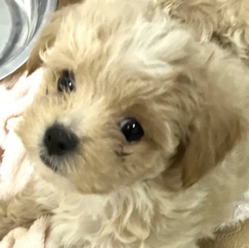 ミックス マルチーズ♡トイプードル【愛知県・女の子・2023年8月14日・クリーム】の写真「マルプーの元気な女の子♡」