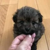 ポメプー(ポメラニアン×トイプードル)【愛知県・男の子・2022年5月14日・ブラウン】の写真1