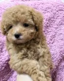 タイニープードル【愛知県・女の子・2023年9月11日・アプリコット】の写真2「眠くて(^^)うとうと♡」