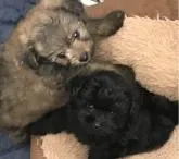 ポメプー(ポメラニアン×トイプードル)【愛知県・男の子・2022年5月14日・ブラウン】の写真2