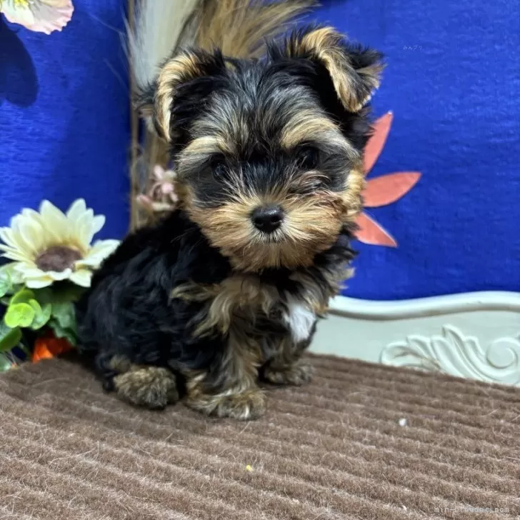 ID：2508-05187の子犬