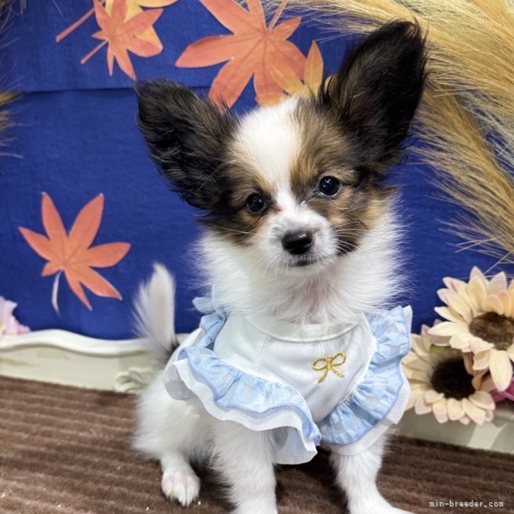 ブリーダー画像