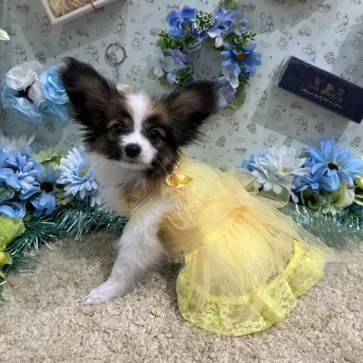 R.T 様のお迎えした子犬