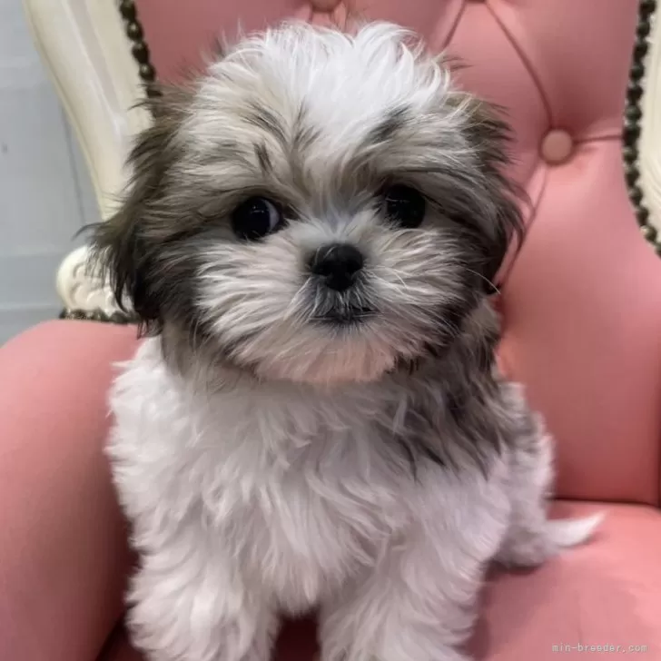 ID：2501-01511の子犬