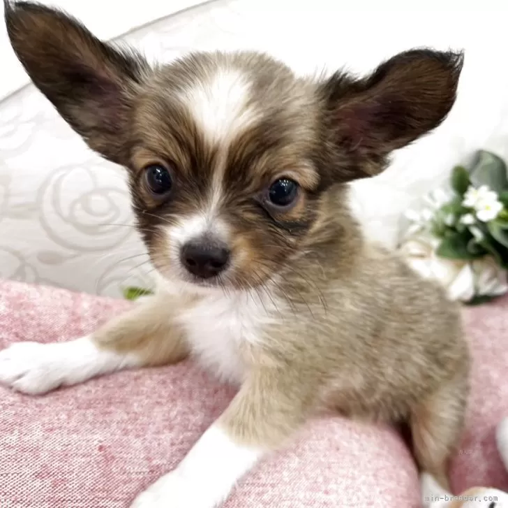 ID：2507-07507の子犬