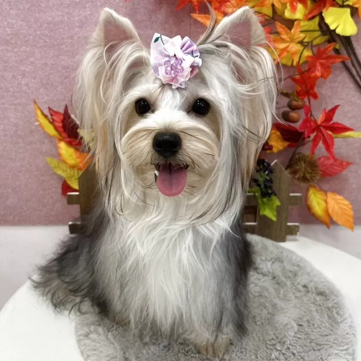 ヨークシャーテリア【広島県・女の子・2025年1月8日・スチールブルー&amp;タン】の写真1