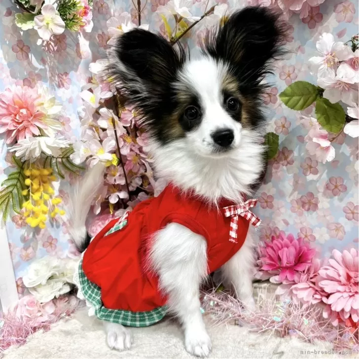 ID：2501-01660の子犬