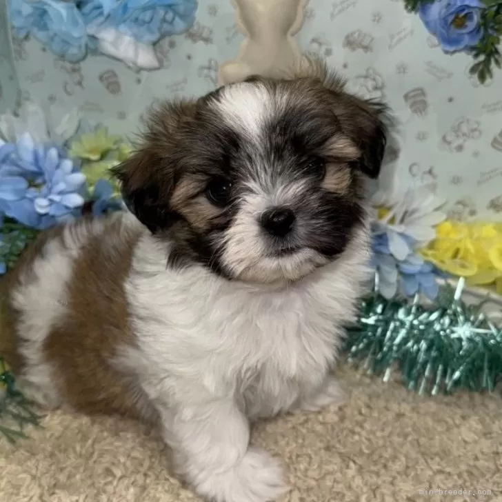 ID:2502-02443の子犬