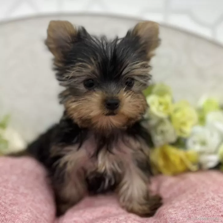 ID:2501-07092の子犬