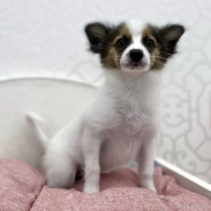 ID:2502-04666の子犬