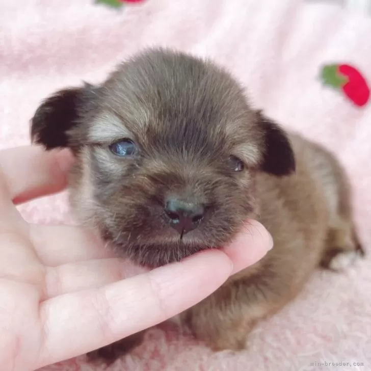 ポメックス(ポメラニアン×ダックスフンド)【広島県・女の子・2025年10月18日・フォーン(仮)】の写真1