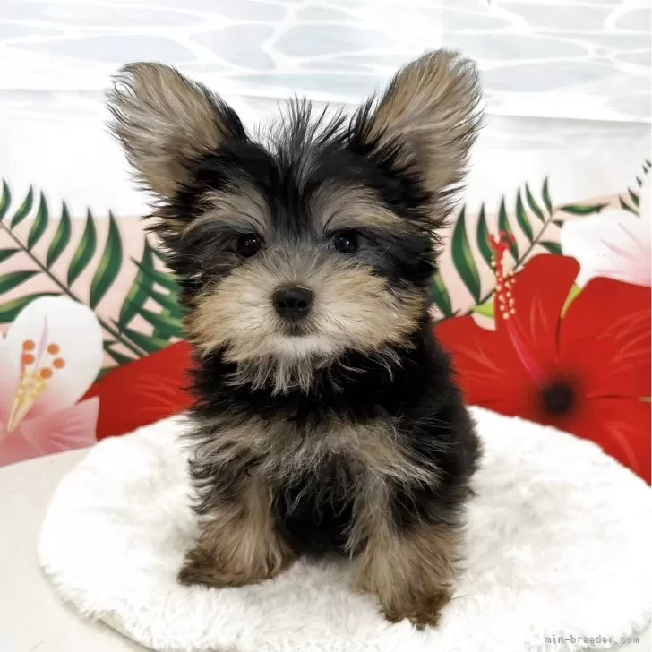 ID：2506-07462の子犬