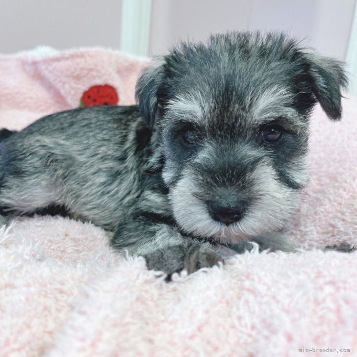 ブリーダー画像