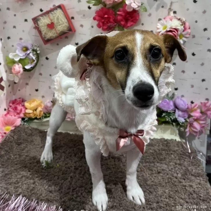 ID:2406-00680の子犬