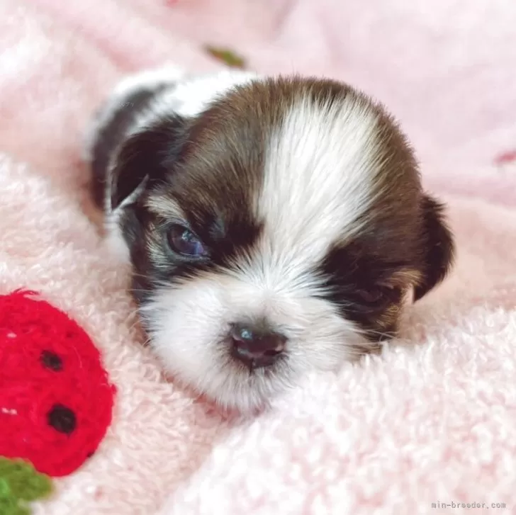 ID：2509-05147の子犬