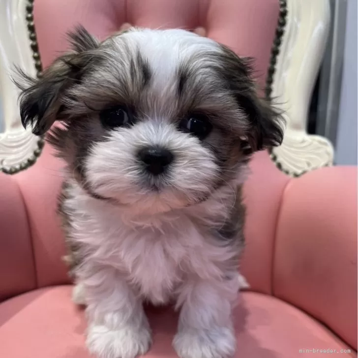 ID:2501-01507の子犬