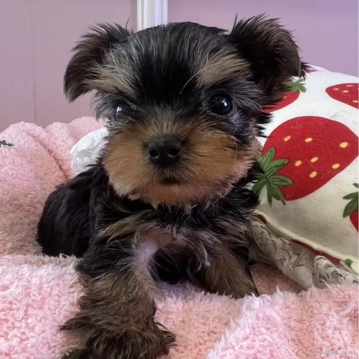 ID：2507-05040の子犬