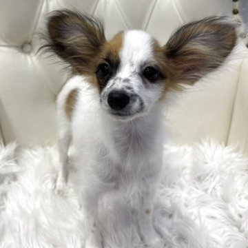 パピヨン【広島県・女の子・2025年7月9日・ホワイト&ブラウン】の写真「頭の良い両親の可愛い子供♪」