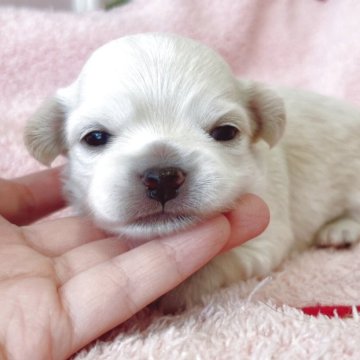 チワワ(ロング)【広島県・男の子・2025年11月16日・クリーム】の写真「成長が楽しみです♪」
