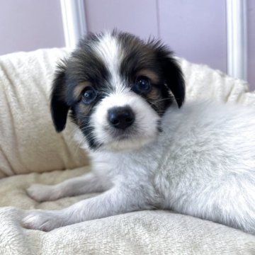 パピヨン【広島県・男の子・2025年8月31日・ホワイト&レッドセーブル】の写真「成長が楽しみです」