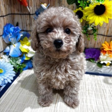 トイプードル(トイ)【広島県・男の子・2025年5月28日・アプリコット】の写真「とっても懐こい子です♪」