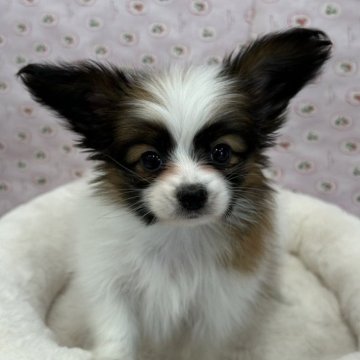 パピヨン【広島県・男の子・2024年12月9日・レッドセーブル&ホワイト】の写真「とってもなつこく可愛い子です♪」