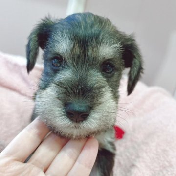 ミニチュアシュナウザー【広島県・男の子・2025年9月30日・ソルトペッパー】の写真「前回の子はやく決まりました☆」