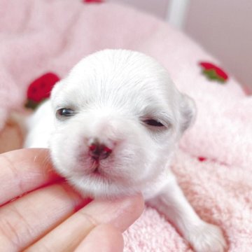 マルチーズ【広島県・男の子・2025年6月3日・ホワイト】の写真「いつも可愛いいちごちゃんべび♪成長が楽しみです」