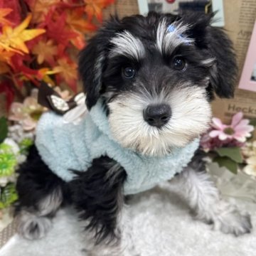 ミニチュアシュナウザー【広島県・女の子・2025年8月29日・ブラックシルバー】の写真「人気のブラックシルバー」