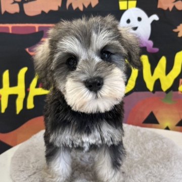 ミニチュアシュナウザー【広島県・女の子・2025年8月29日・ソルトペッパー】の写真「優しいお顔立ち♪」