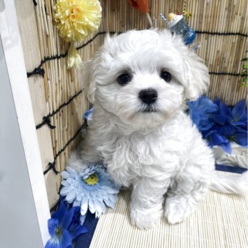 マルチーズ【広島県・男の子・2025年5月25日・ホワイト】の写真「人懐こい子☆ポテポテ体型がたまらない」