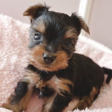 ヨークシャーテリア【広島県・男の子・2025年10月2日・スチールブルー&タン】の写真「いつもかわいいサブレﾍﾞﾋﾞ小さめ」