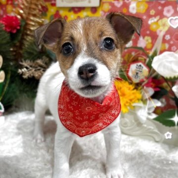 ジャックラッセルテリア【広島県・女の子・2025年11月6日・タン&ホワイト】の写真「初jjママベビ☆成長が楽しみです♪」