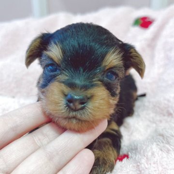 ヨークシャーテリア【広島県・男の子・2025年10月2日・スチールブルー&タン】の写真「いつもかわいいサブレﾍﾞﾋﾞ」