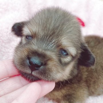 ポメックス(ポメラニアン×ダックスフンド)【広島県・男の子・2025年10月18日・フォーン(仮)】の写真「ぽてころ！成長が楽しみです」