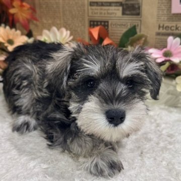 ミニチュアシュナウザー【広島県・女の子・2025年9月30日・ソルトペッパー】の写真「前回の子はやく決まりました☆」