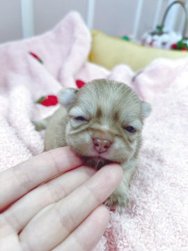 チワワ(ロング)【広島県・男の子・2025年10月4日・クリーム(仮)】の写真「写真写りがわるいので実際見て☆甘えん坊さん」