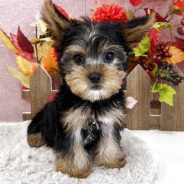 ヨークシャーテリア【広島県・女の子・2025年9月13日・スチールブルー&タン】の写真「くりっくりおめめ　表情豊かな可愛い子」