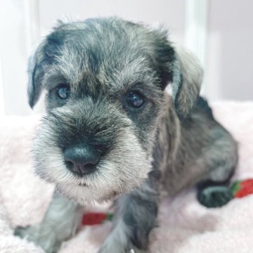 ミニチュアシュナウザー【広島県・女の子・2025年9月30日・ソルトペッパー】の写真「前回の子はやく決まりました☆」