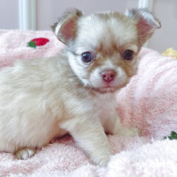 チワワ(ロング)【広島県・男の子・2025年10月4日・イザベラホワイト】の写真「写真写りがわるいので実際見て☆甘えん坊さん」