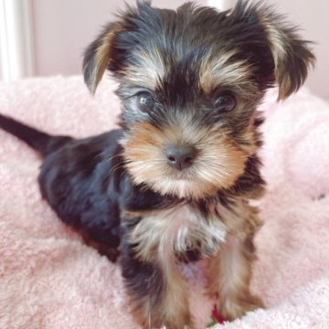 ヨークシャーテリア【広島県・男の子・2025年9月13日・スチールブルー&タン】の写真「いつも可愛いあんこちゃんベビ♪」