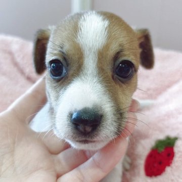 ジャックラッセルテリア【広島県・女の子・2025年11月6日・タン&ホワイト】の写真「初jjママベビ☆成長が楽しみです♪」