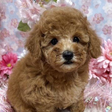 トイプードル(トイ)【広島県・女の子・2025年2月7日・アプリコット】の写真「短足かわいいままの子です♪」