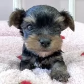 ヨークシャーテリア【広島県・男の子・2025年10月4日・スチールブルー&タン】の写真1